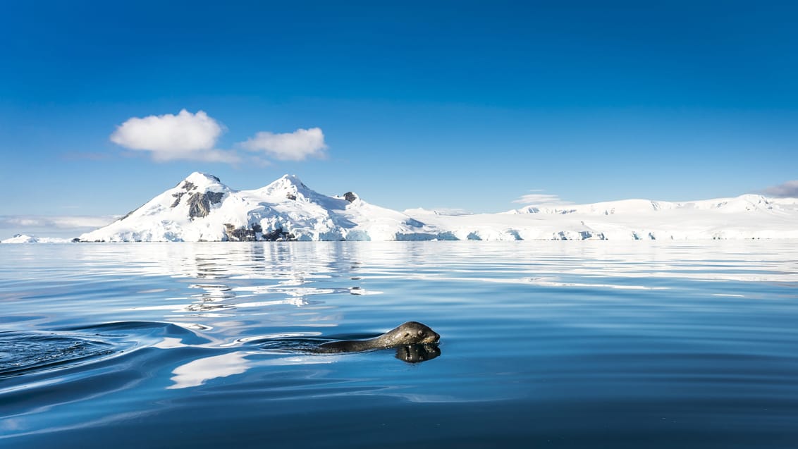 Tag med Jysk Rejsebureau på eventyr til Antarktis, Falklandsøerne og South Georgia