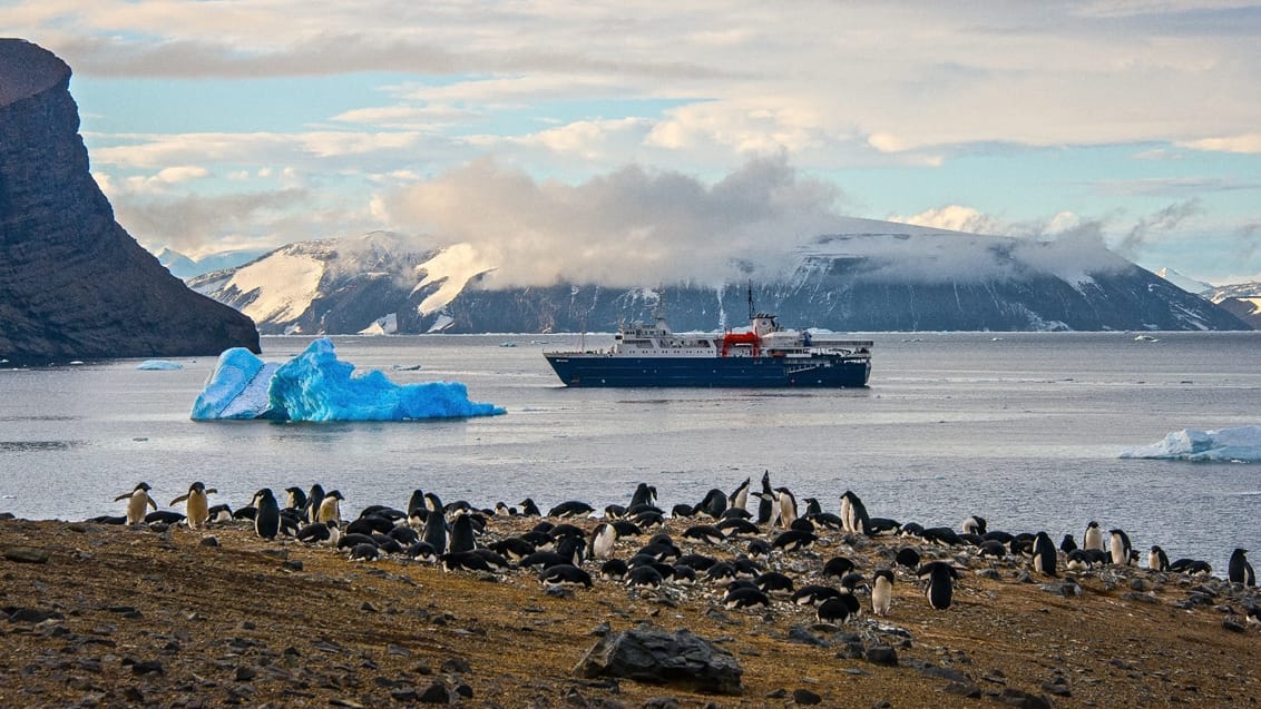 Tag med Jysk Rejsebureau på eventyr til Antarktis, Falklandsøerne og South Georgia