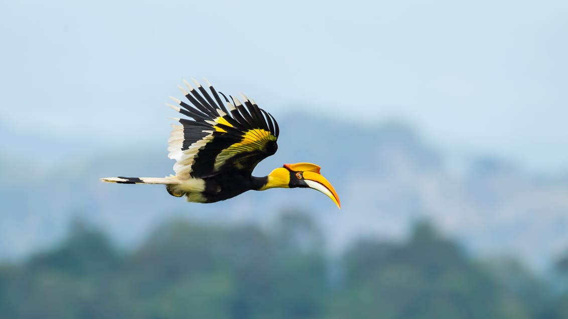 Næsehornsfugl i Khao Yai