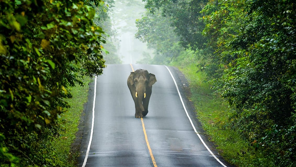 Khao Yai Nationalpark