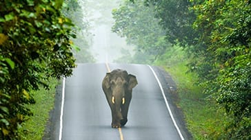 Khao Yai Nationalpark