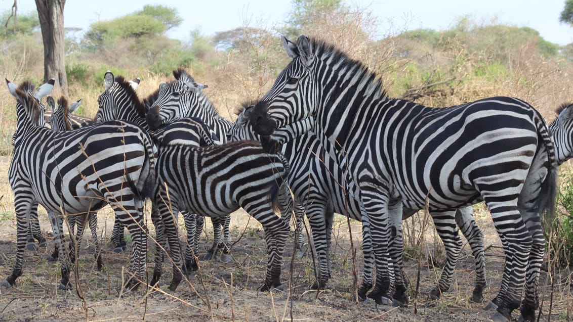 Safari Serengeti