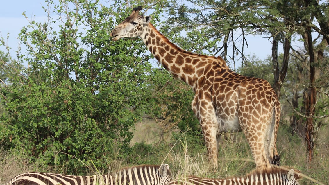 Safari Serengeti