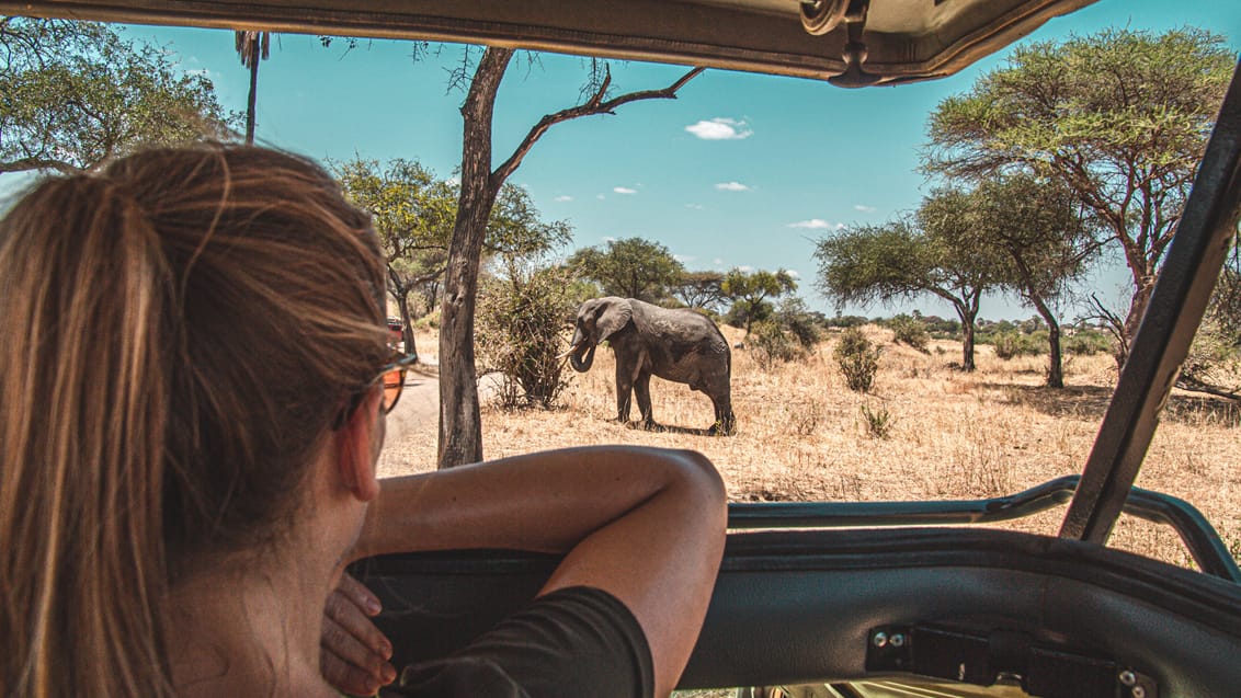 Safari Serengeti, Tanzania