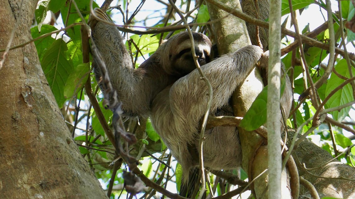 Sloth, Costa Rica