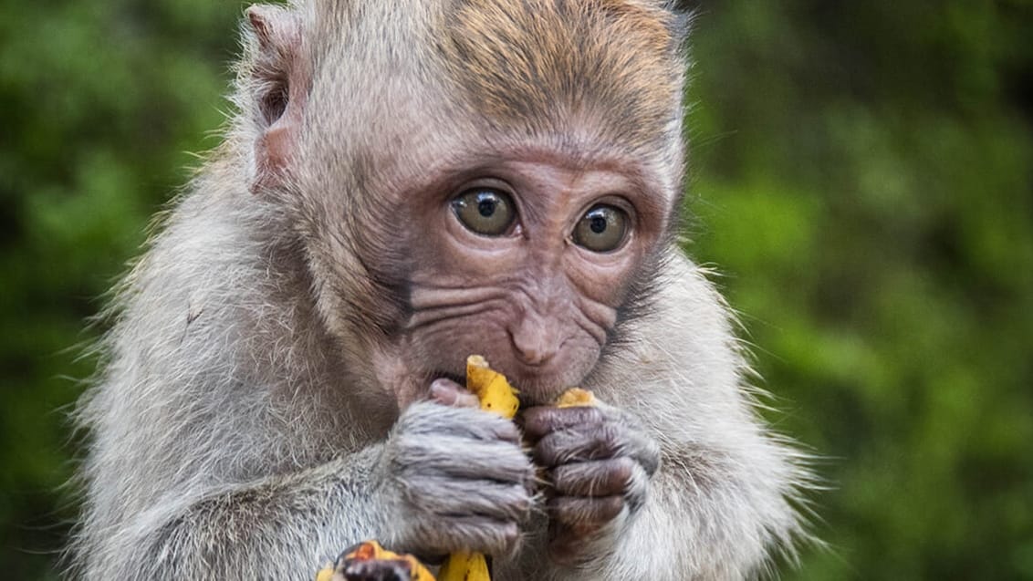 Monkey Forrest, Bali, Indonesien