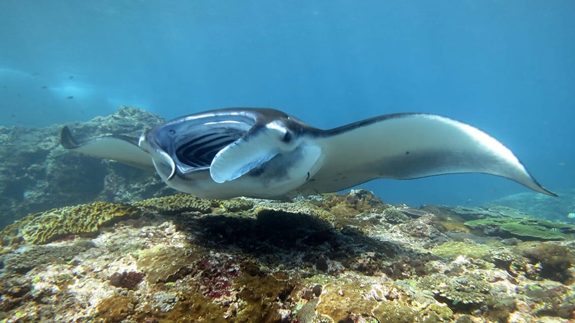 Oplev dykkersitet Manta Point ved Nusa Lembongan