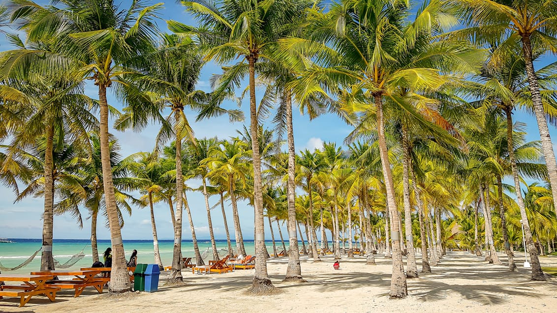 Sandstrand og palmer ved hotellet på Panglao