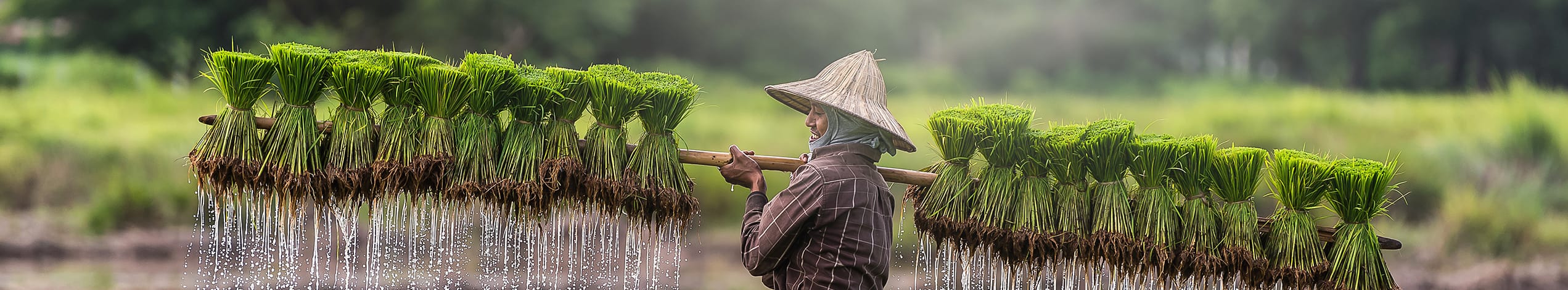 Det lokale Cambodja