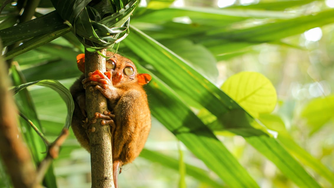 En tarsier-abe er et af verdens mindste aberarter