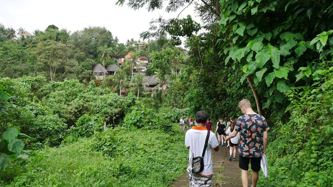 Gåtur tæt på Ubud efter sprogundervisning