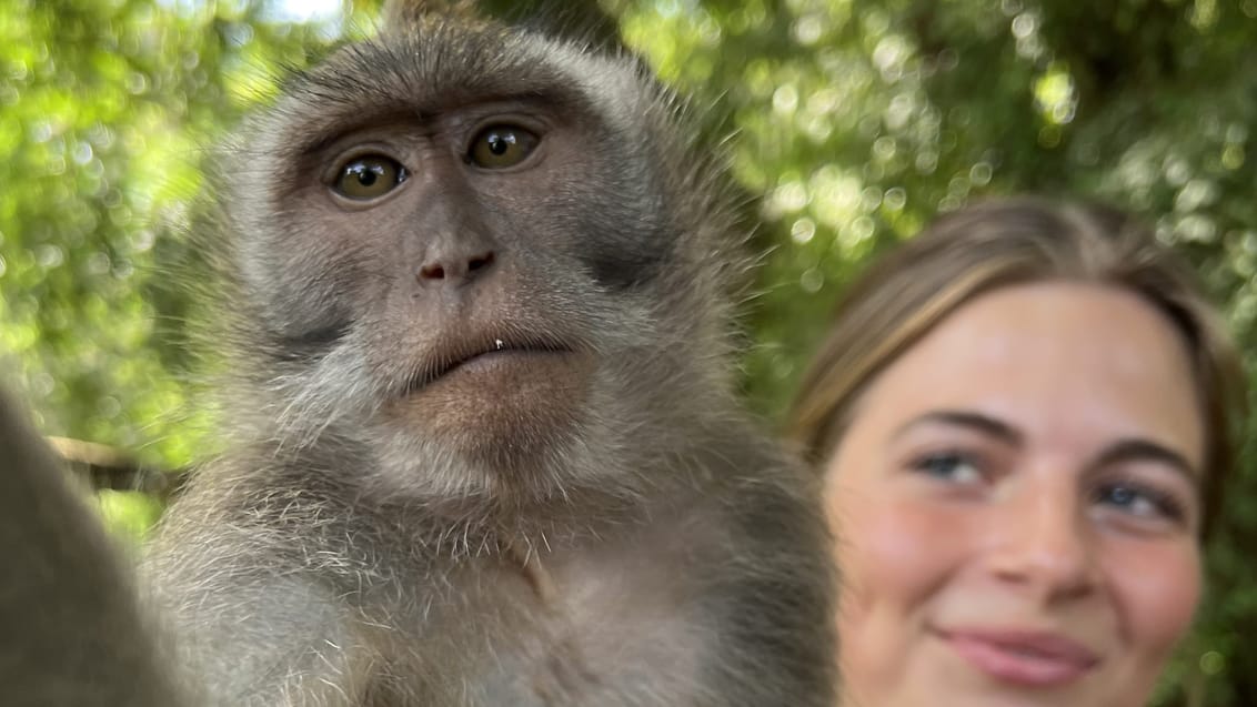Selfi med abe fra Abeskoven i Ubud