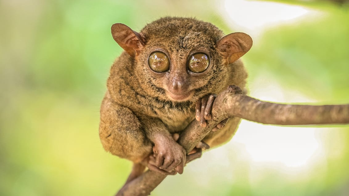 En tarsier på Bohol i Filippinerne