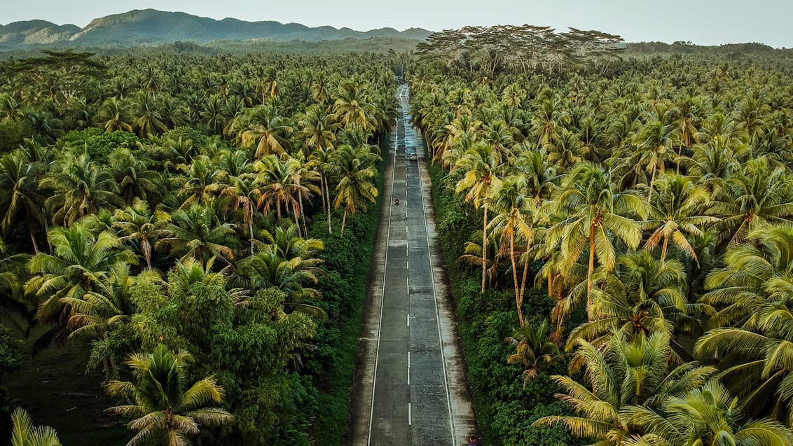 Palmer på Siargao