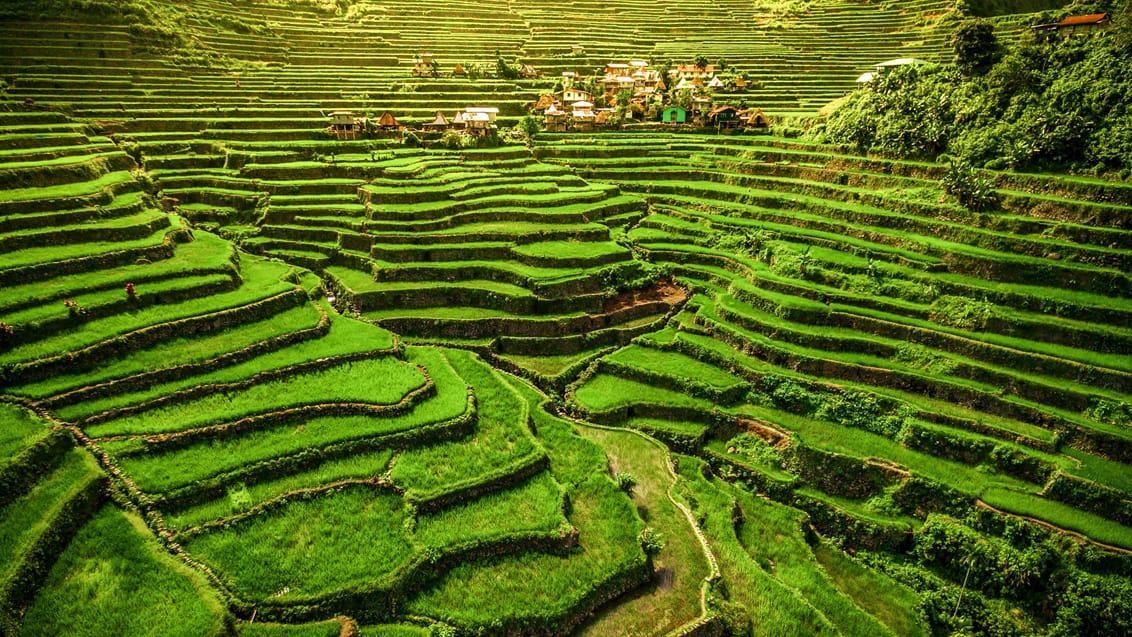 Risterrasser ved Ifugao-landsbyen Batad