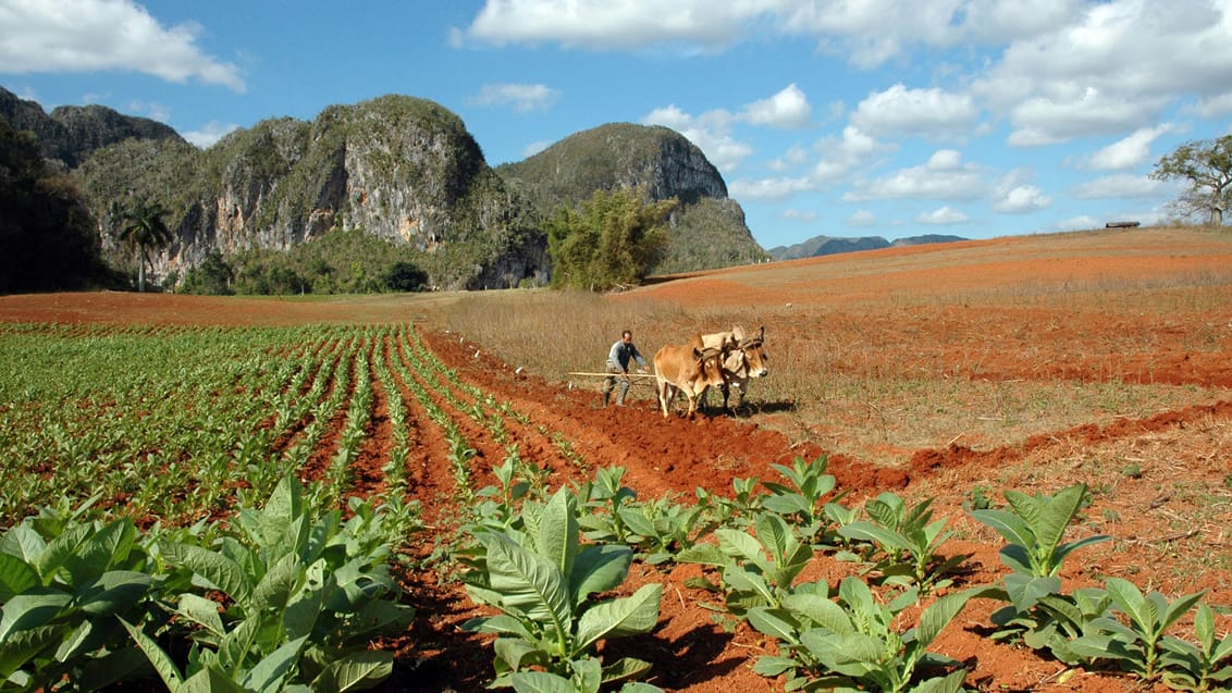 Tobaksmarker i Vinales i Cuba
