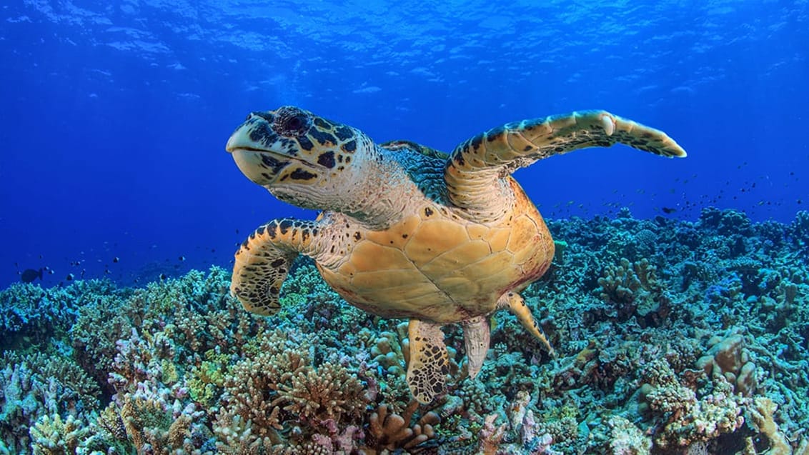 Snorkel skildpadde, Maldiverne
