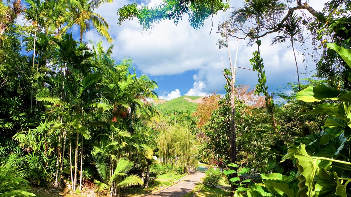 Soroa natur i Cuba