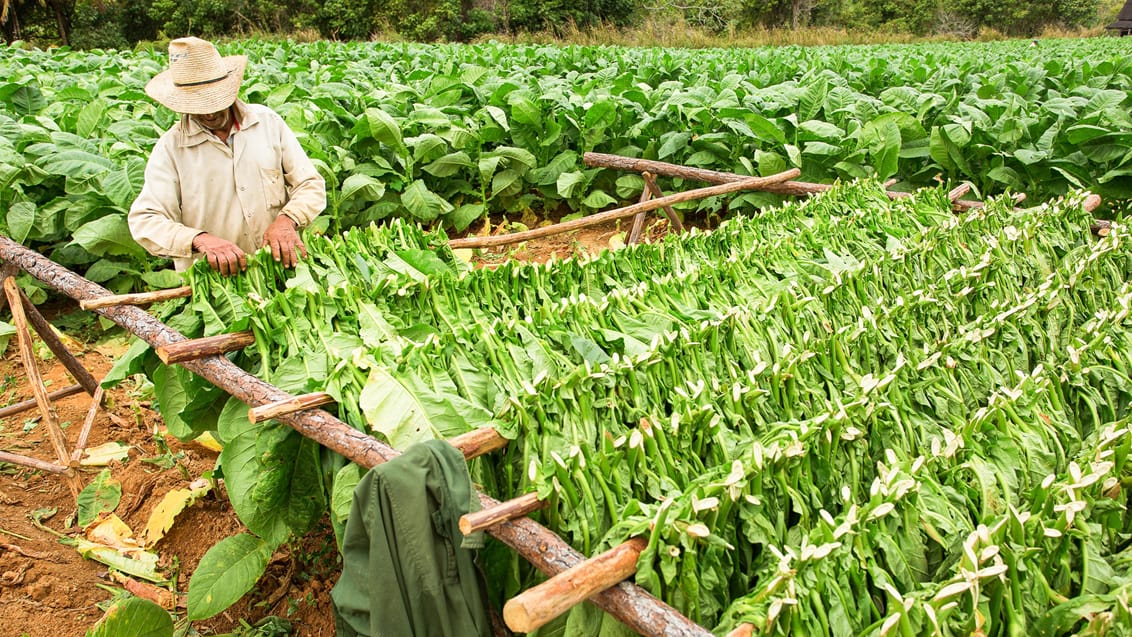 Tobaksbonde i Vinales Cuba