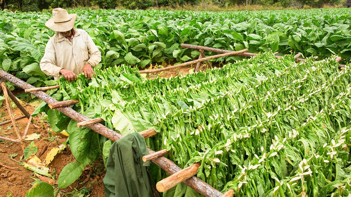 Tobaksmarker i Vinales i Cuba