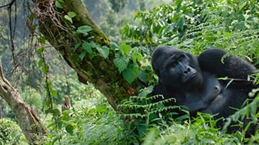 Gorilla Uganda