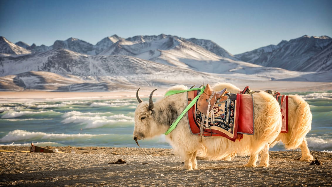 Yak-okser ved bredden af Namtso Lake