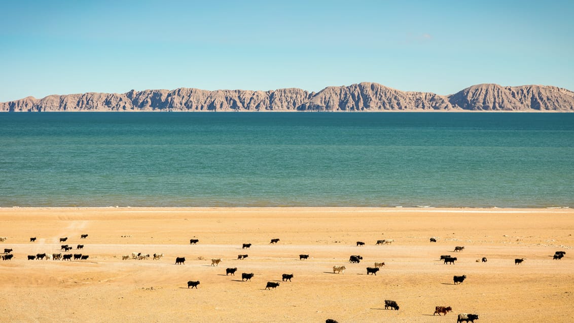 Græssende får ved Siling-søen i Tibet