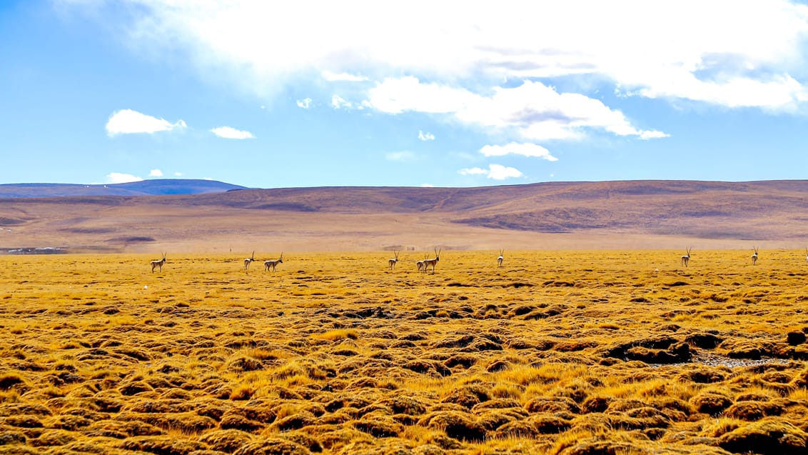 Naturreservater og vildt dyreliv i det nordlige Tibet