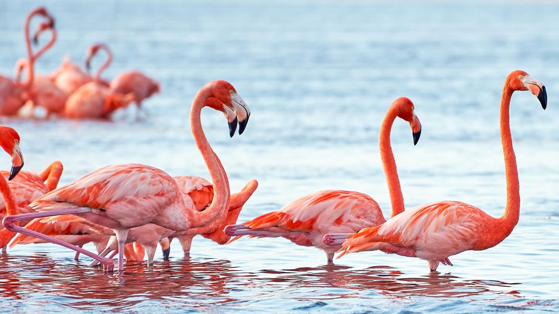Flamingoer på Yucutan Mexico