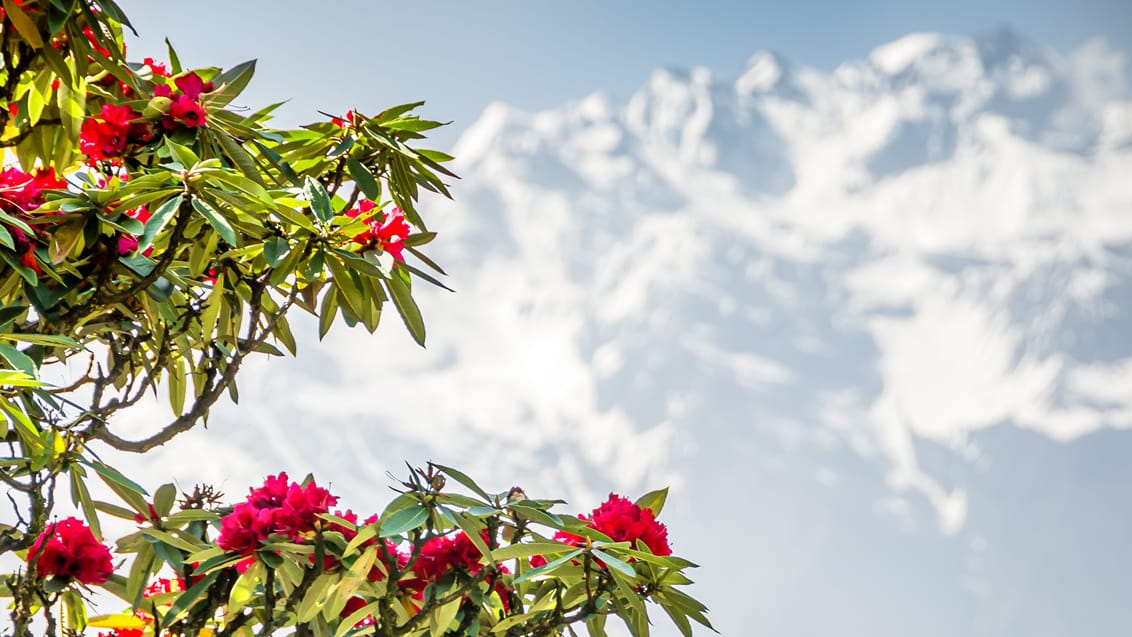 Rhodondendron Langtang