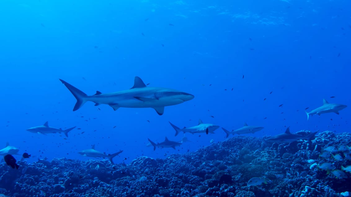 Det vrimler med hajer i Fakaravas Sydpas