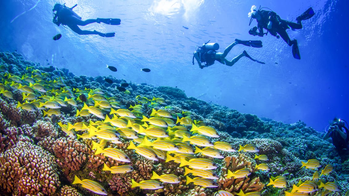 Dykningen ved Tuamotu-atollerne i Fransk Polynesien er i verdensklasse!
