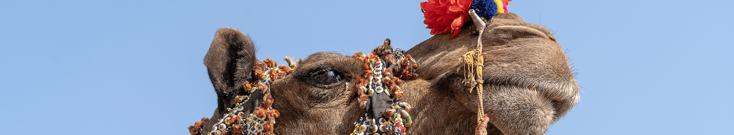 Bikaner kamelfestival