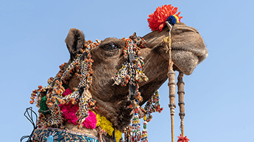 Bikaner kamelfestival