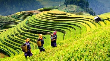 Rismarkerne i Sapa