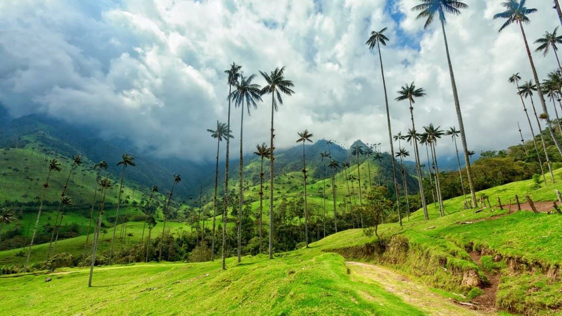 Cocora Valley, Colombia