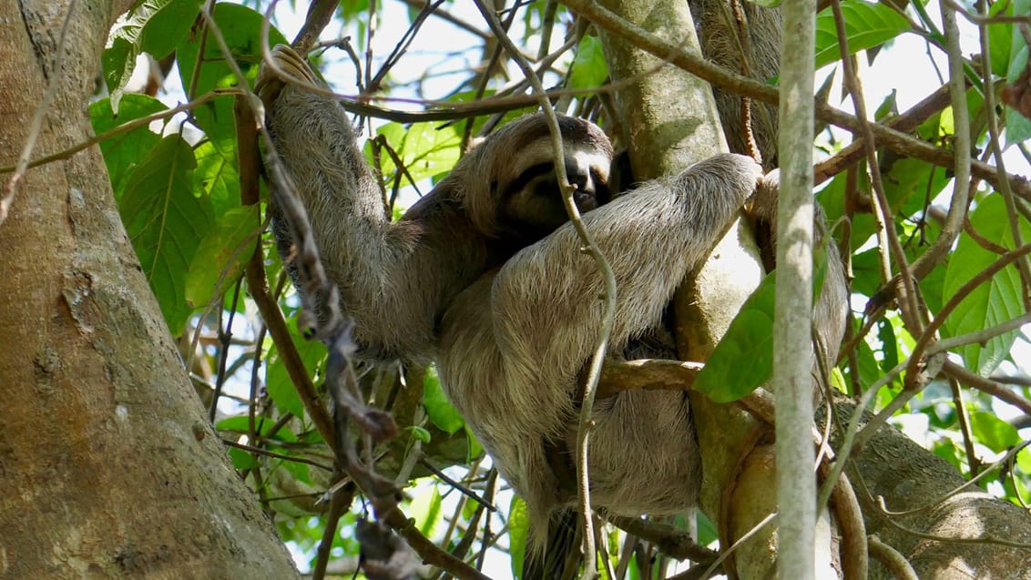 Dovendyr, Costa Rica