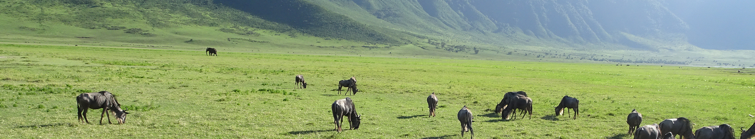 Safari i Tanzania