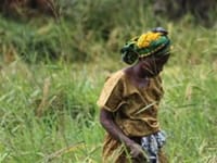 Afrikansk kvinde i krydderi plantage, Zanzibar, Tanzania