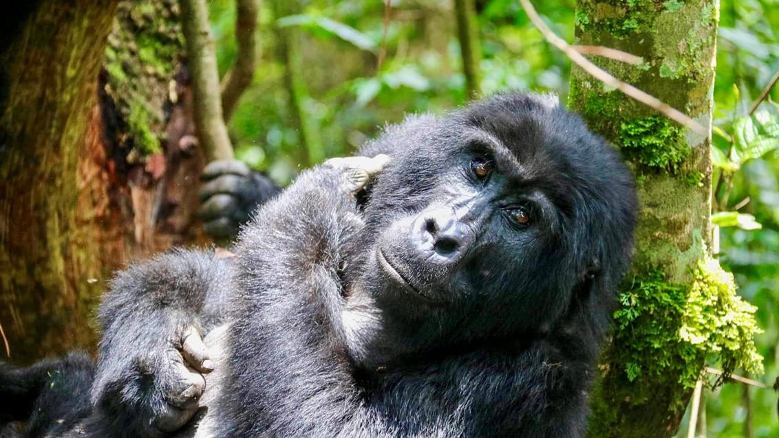 Øjenkontakt (Bwindi Impenetrable Forest)