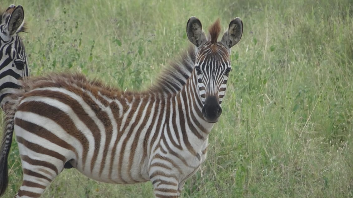 Tanzania - safari - OPL
