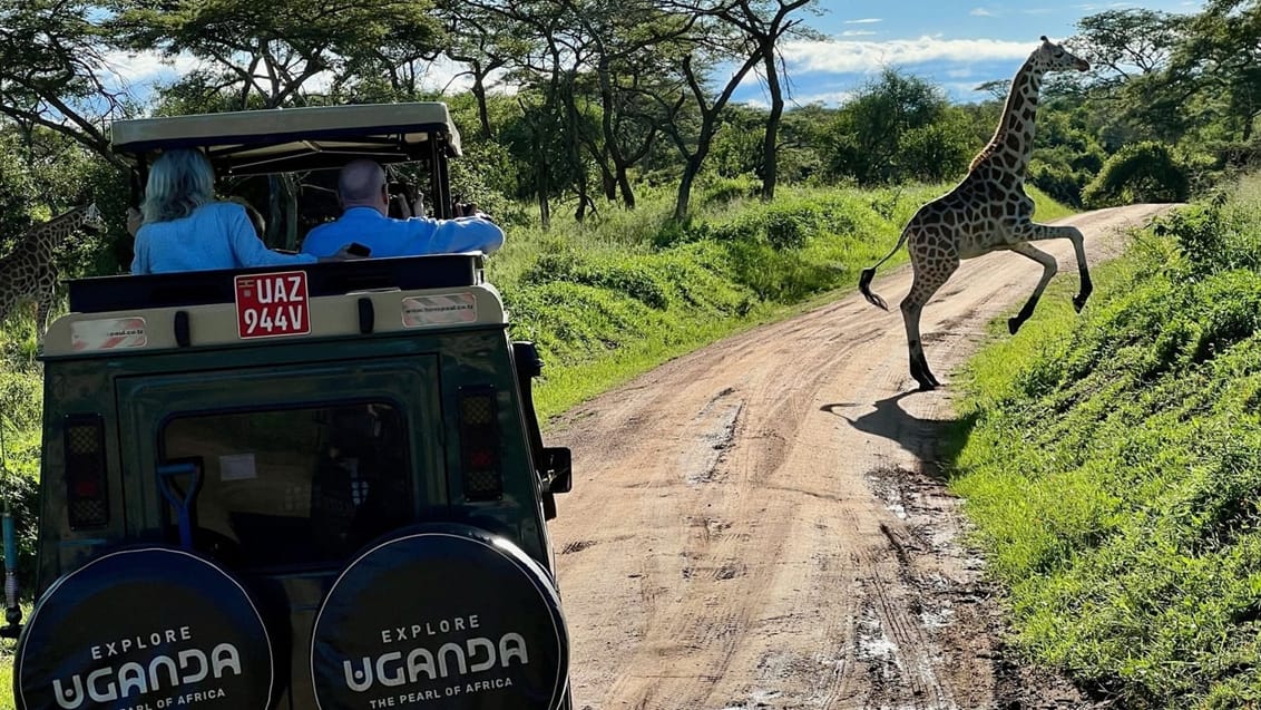 Giraf i Mburo National Park