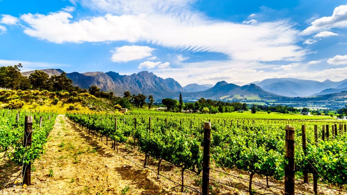 Vinlandet ved Franschhoek