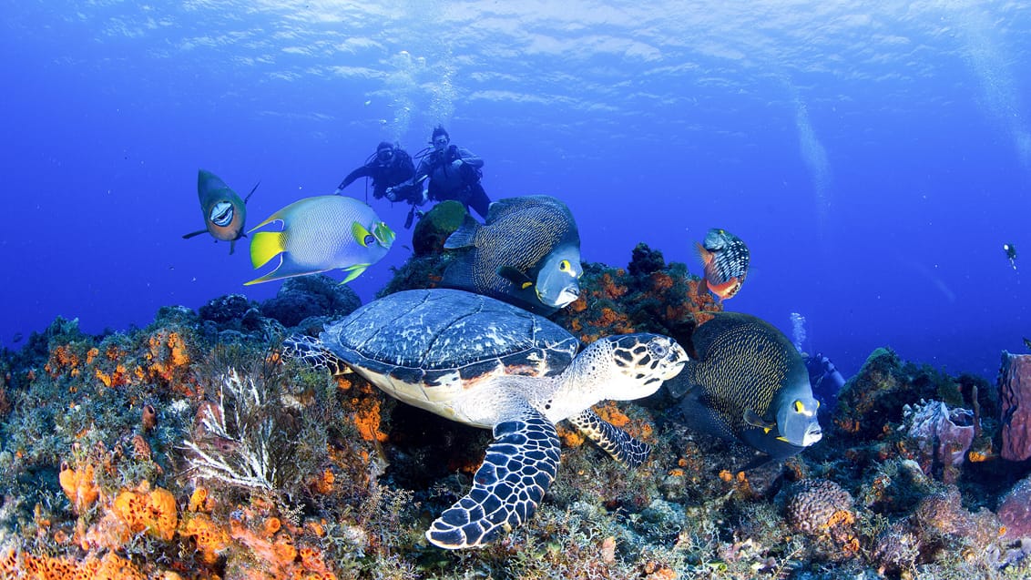 Under havet ved Isla Cozumel, Mexico