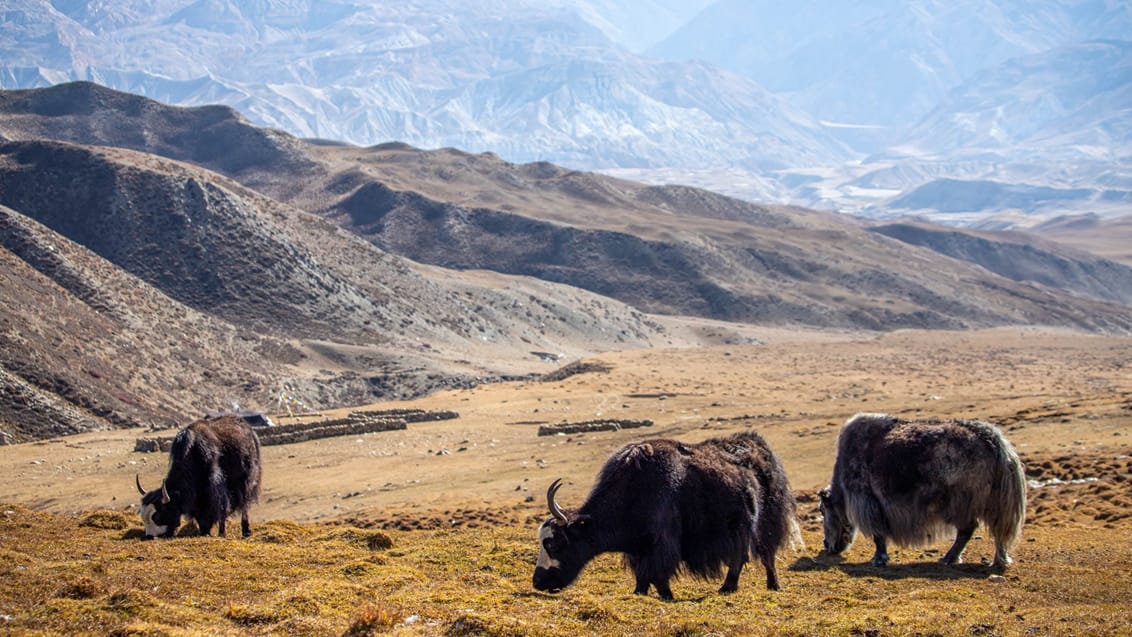 Græssende yak i sletterne uden for Lo Manthang