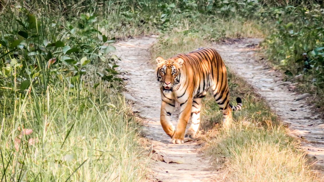 Er du meget heldig kan du spotte tigere i Chitwan Nationalpark