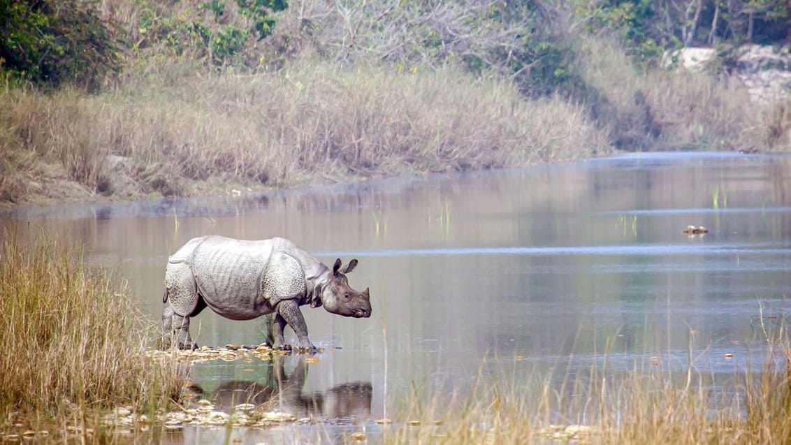 Det ethornede næsehorn i Chitwan Nationalpark