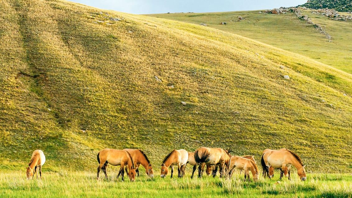 Vilde heste i Hustai Nationalpark