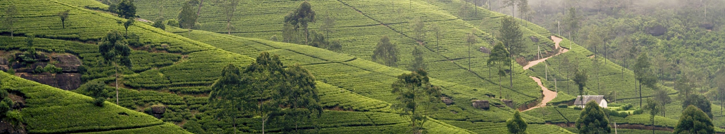 Teplantager i Sri Lanka