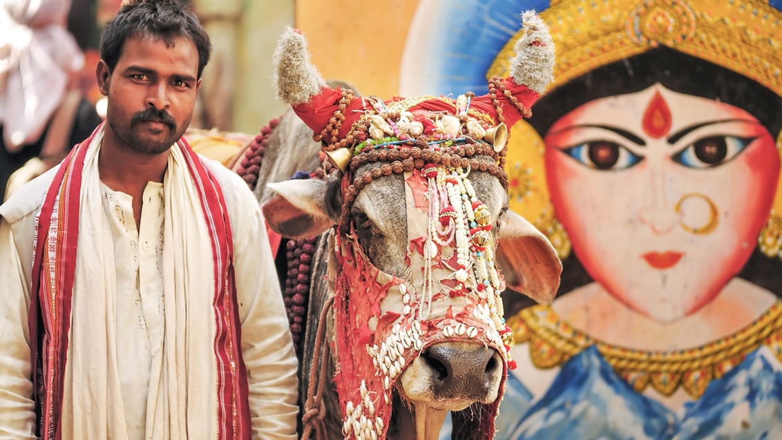 Hellig ko i Varanasis gader